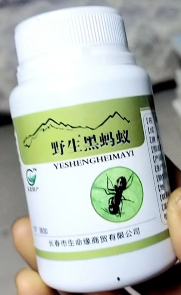 野生黑蚂蚁